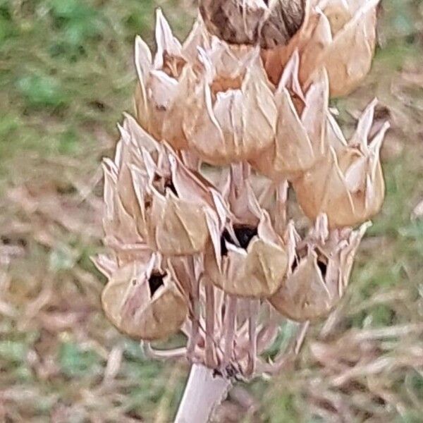 Allium siculum Frukt