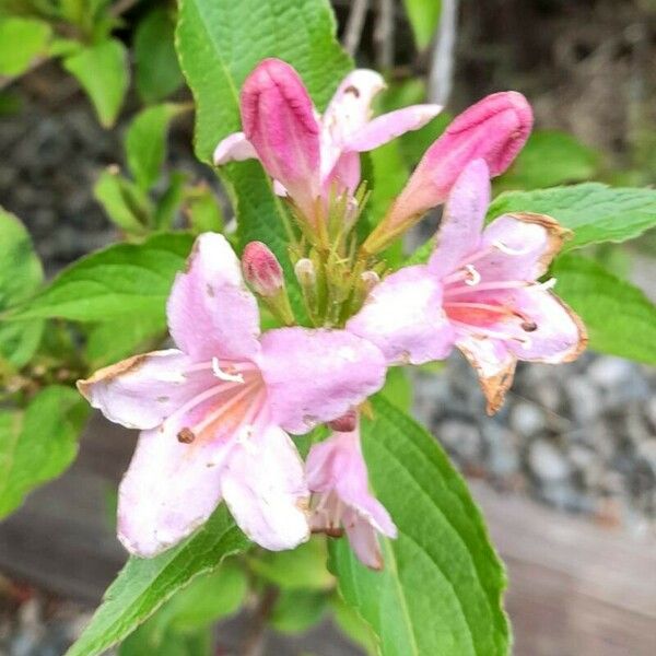 Weigela florida Цветок