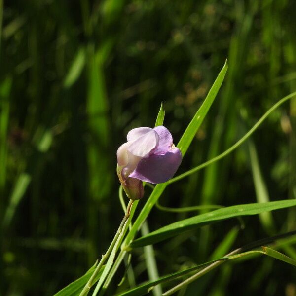 Lathyrus palustris Fleur