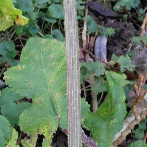 Heracleum sphondylium പുറംതൊലി