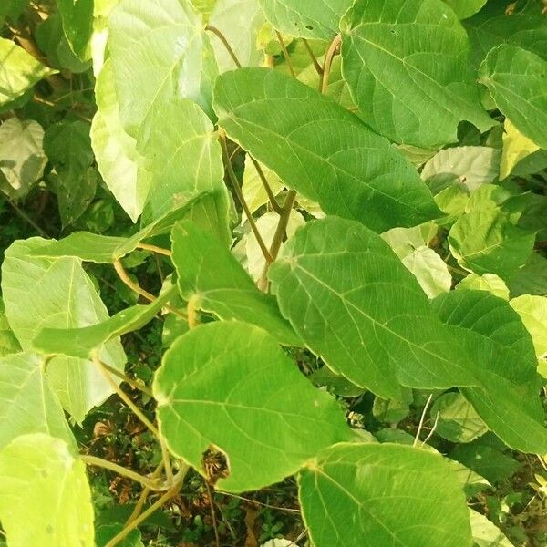 Alchornea cordifolia 葉