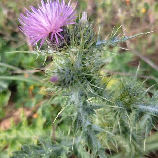 Carduus pycnocephalus Flower