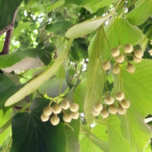 Tilia americana Fruit