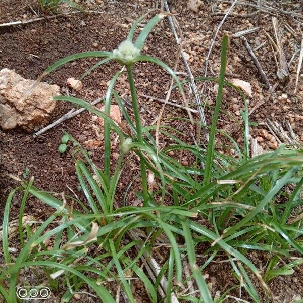 Cyperus niveus Blomma