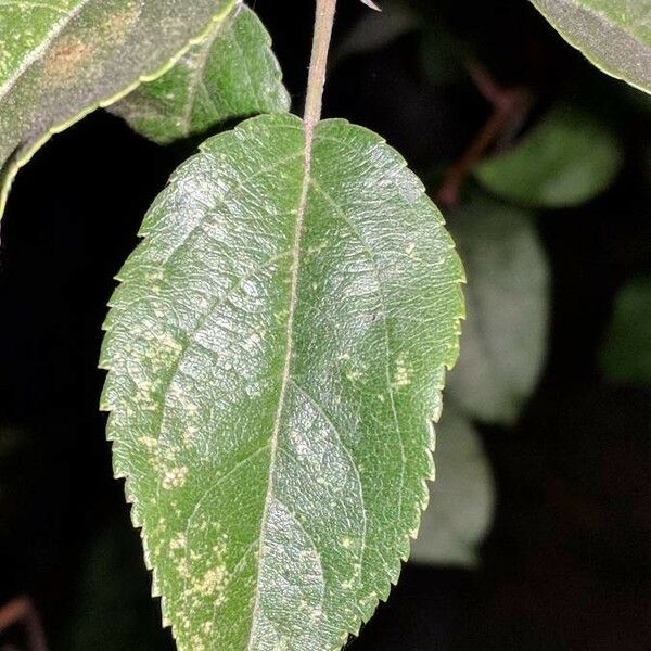 Malus sylvestris Folha