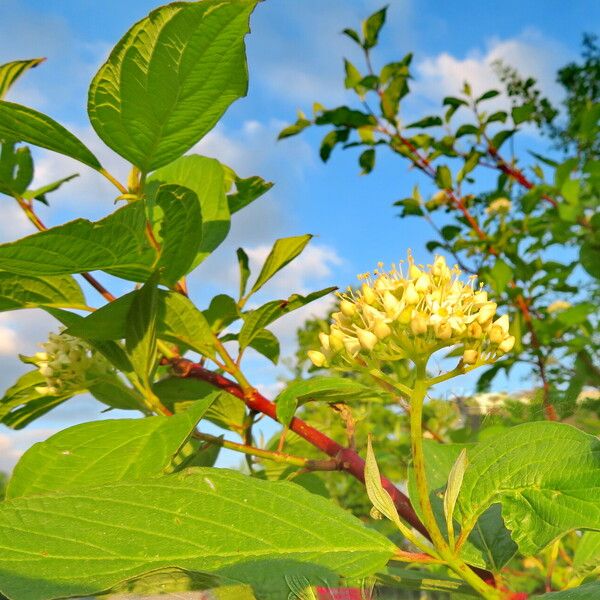 Cornus sericea 花