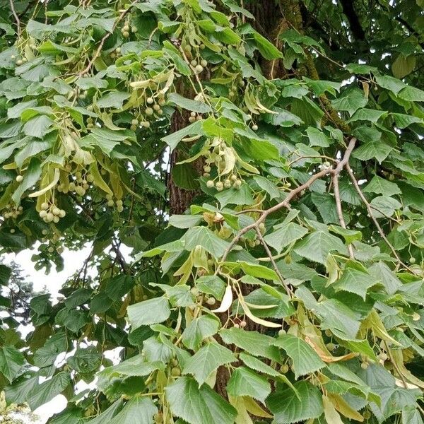 Tilia platyphyllos 葉