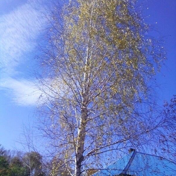 Betula pendula Casca