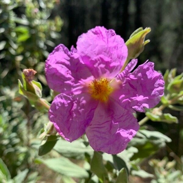 Cistus albidus Цвят