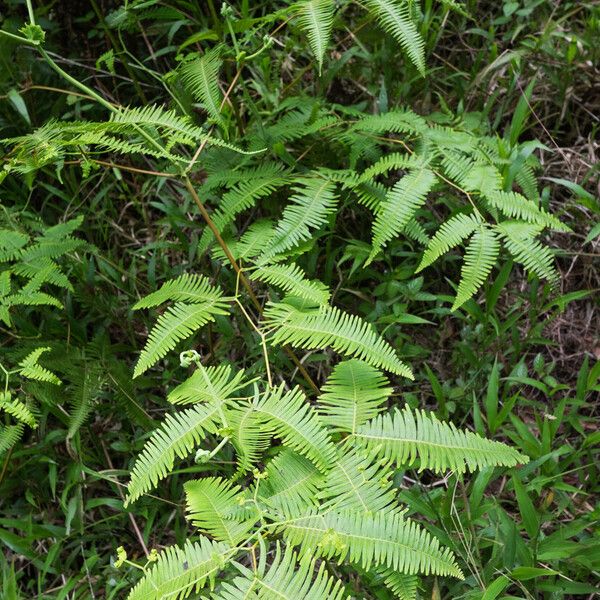 Gleichenella pectinata Folla