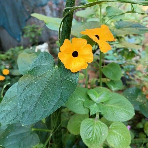 Thunbergia alata Flower