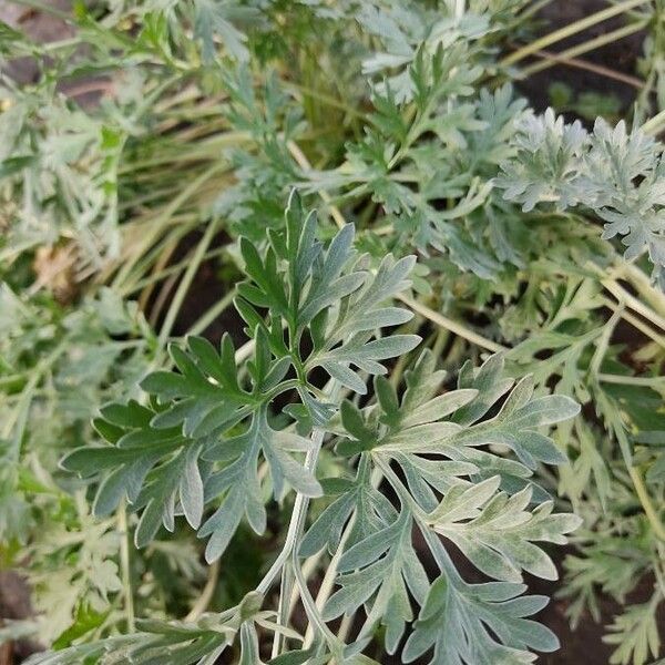 Artemisia absinthium Leht