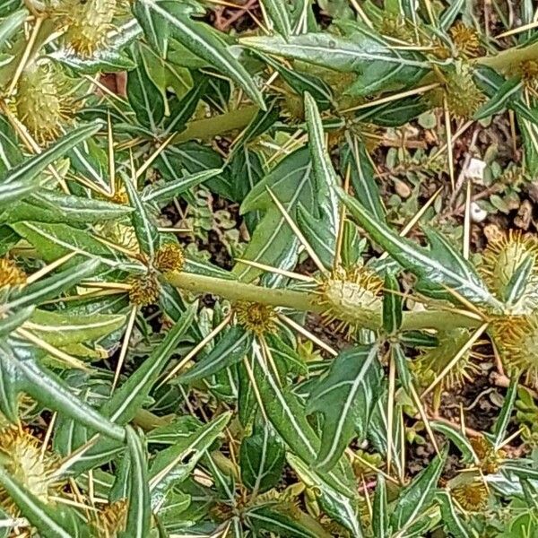 Xanthium spinosum Kabuk