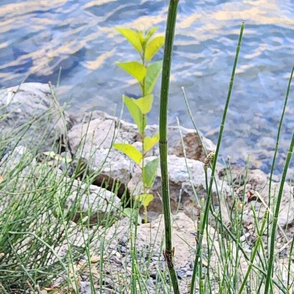 Equisetum ramosissimum Bark