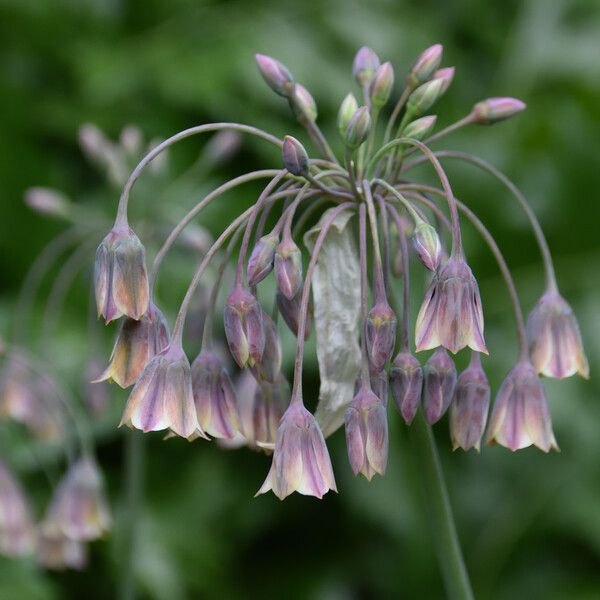 Allium paniculatum Blomma