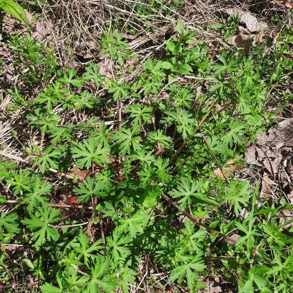 Geranium carolinianum 葉