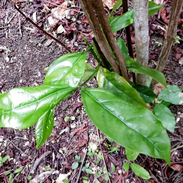 Coffea congensis Leaf