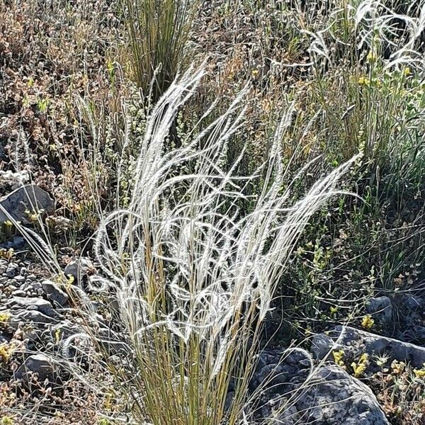 Stipa pennata Kukka