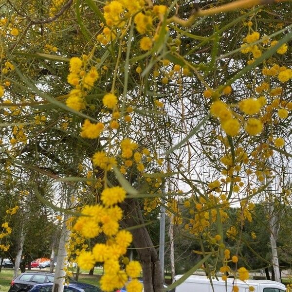 Acacia saligna Flower