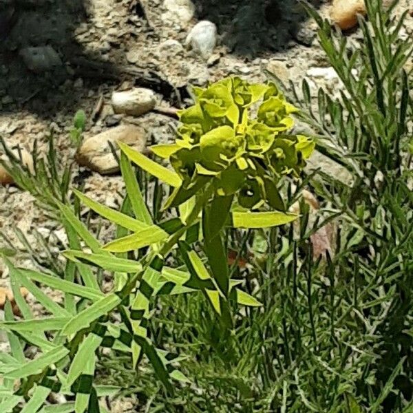 Euphorbia esula Flower