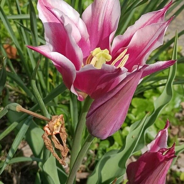 Tulipa didieri Blüte