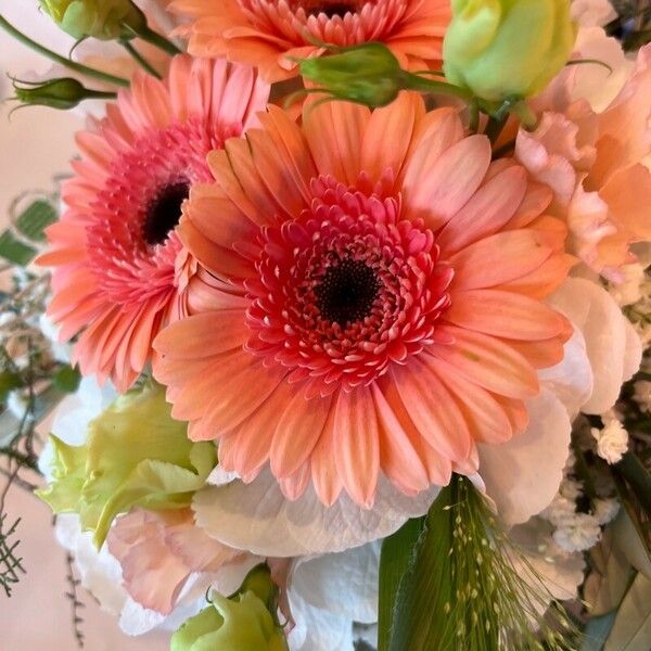 Gerbera spp. Flower