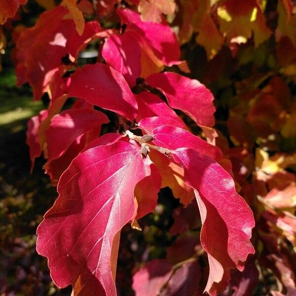 Parrotia subaequalis Blatt