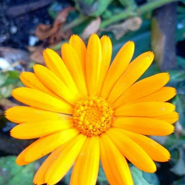 Calendula suffruticosa Cvet