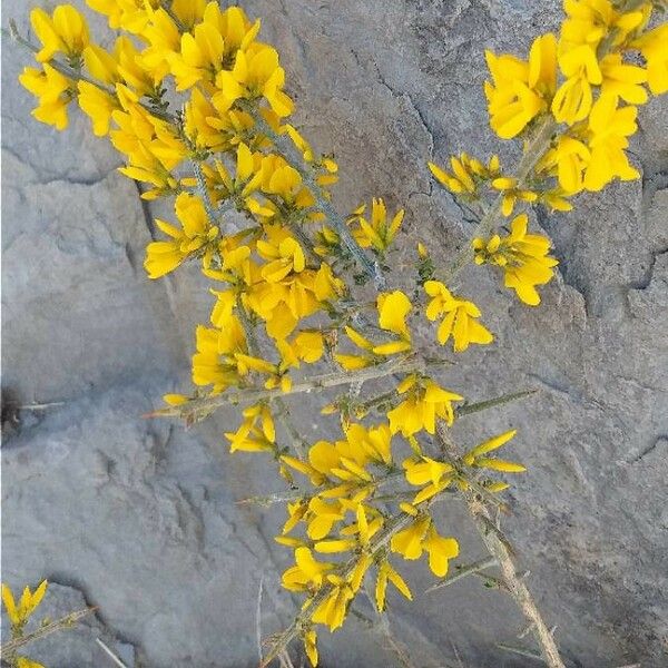 Ulex europaeus Flower