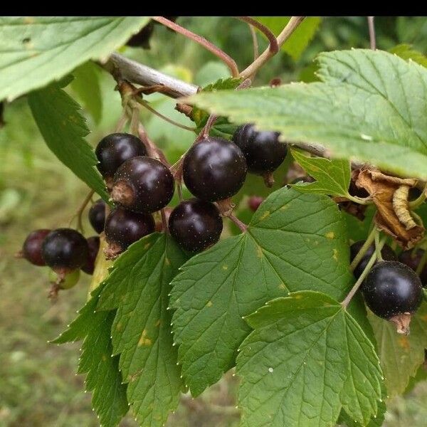 Ribes nigrum Плід