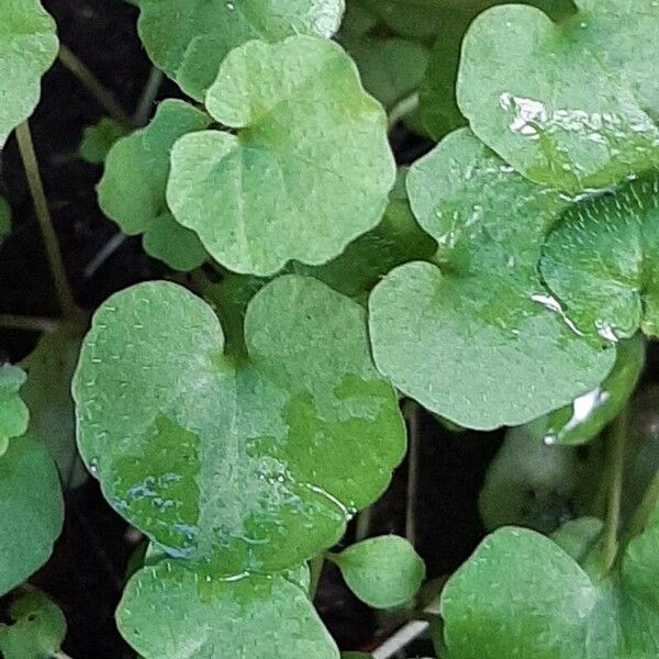 Dichondra micrantha Folha