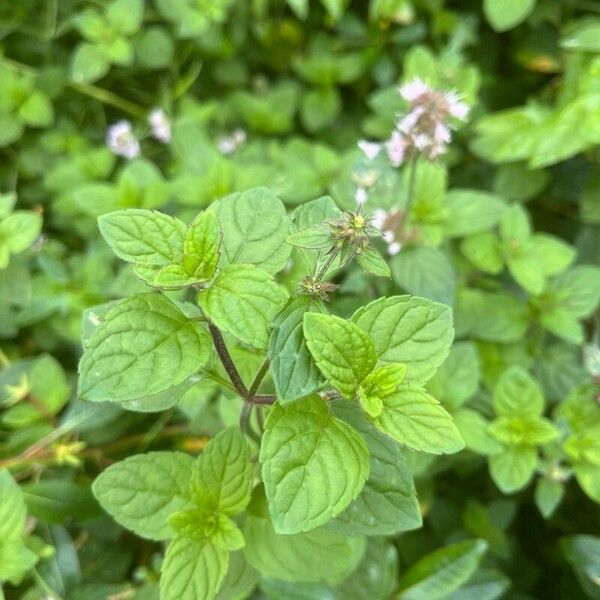 Mentha aquatica Leaf