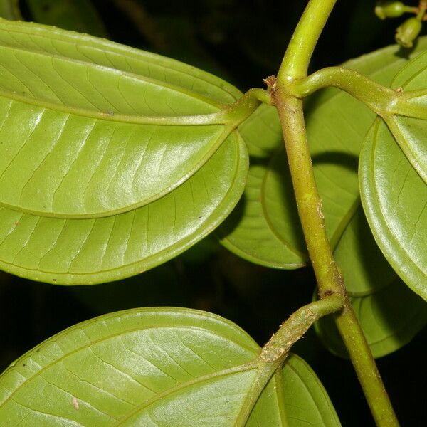 Adelobotrys adscendens Leaf