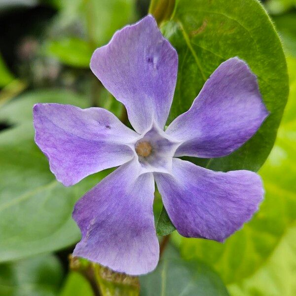 Vinca major Blomst