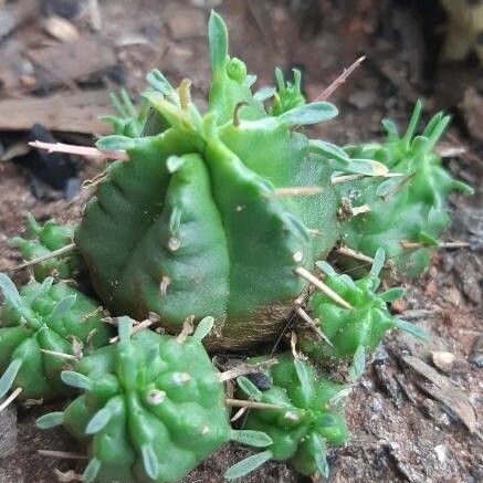 Euphorbia pulvinata 叶