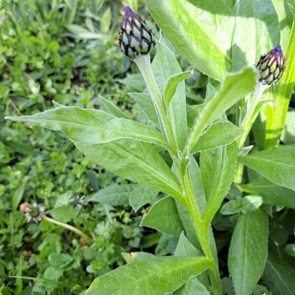 Centaurea montana Folio