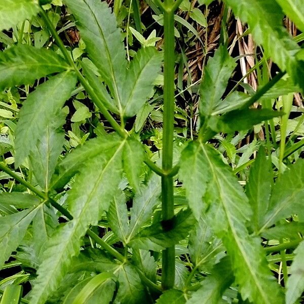 Cicuta virosa Leaf