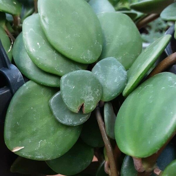 Peperomia pecuniifolia Leaf