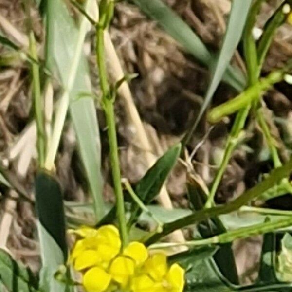 Sisymbrium loeselii Flor