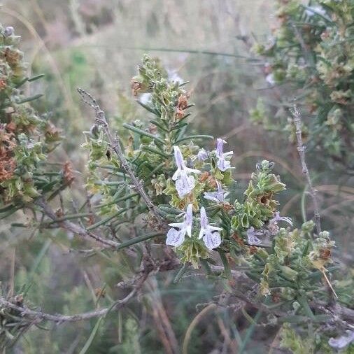 Rosmarinus officinalis Flower