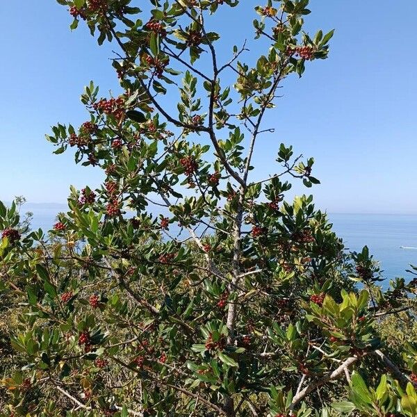 Rhamnus alaternus Hedelmä