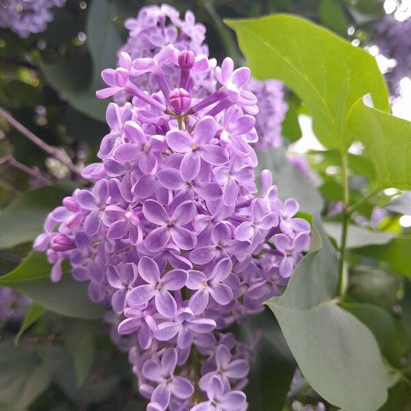 Syringa vulgaris Virág