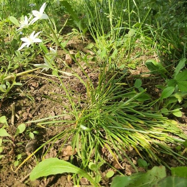 Ornithogalum divergens عادت