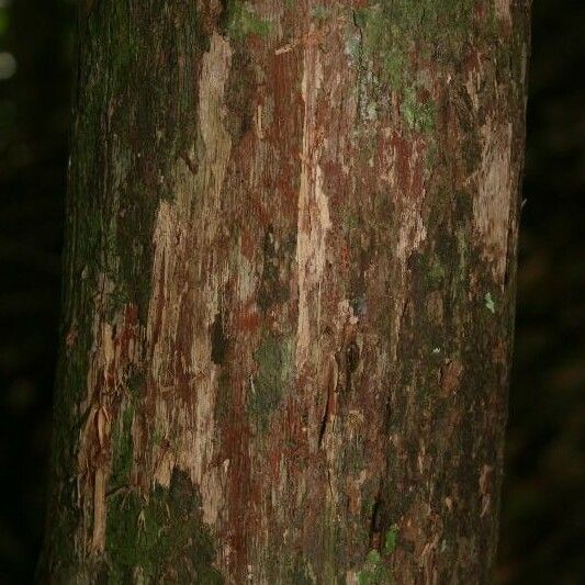 Couratari oblongifolia Кара