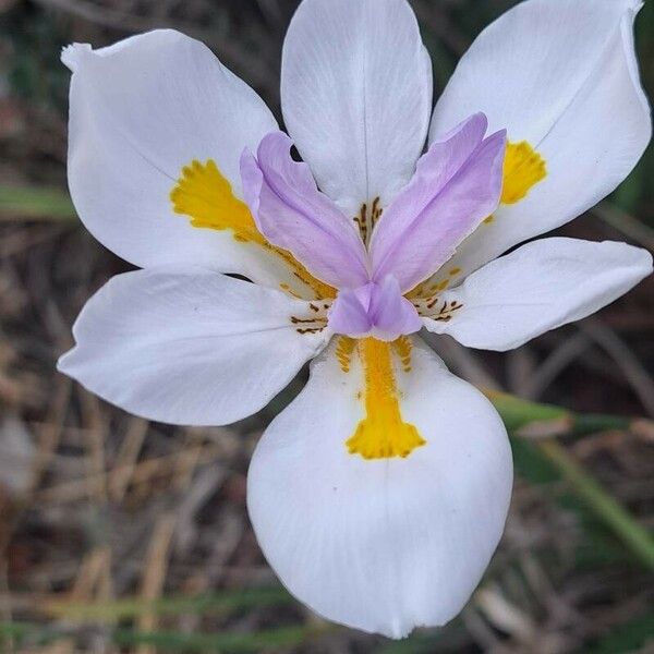 Dietes grandiflora Flower