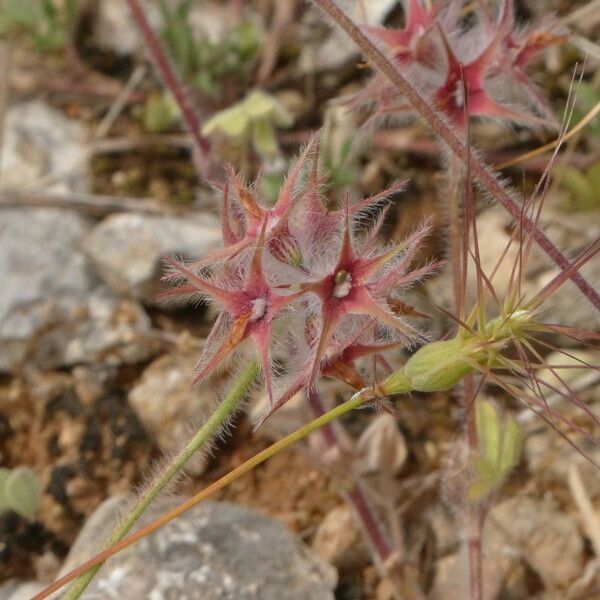 Trifolium stellatum Froito