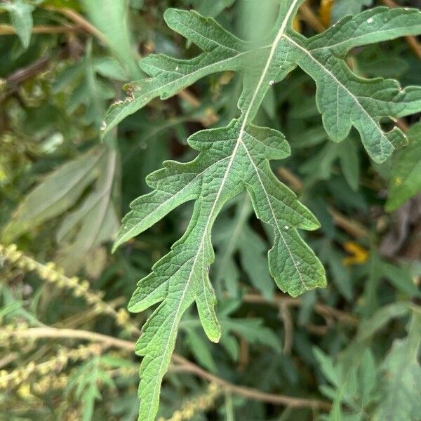 Ambrosia polystachya Hoja