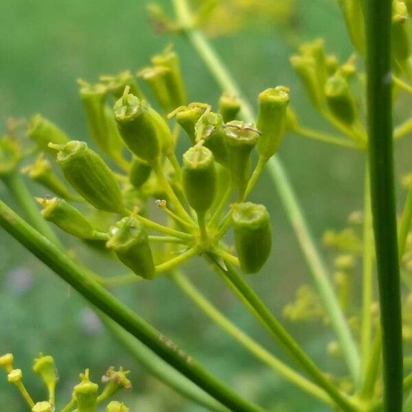 Opopanax chironium Vrucht