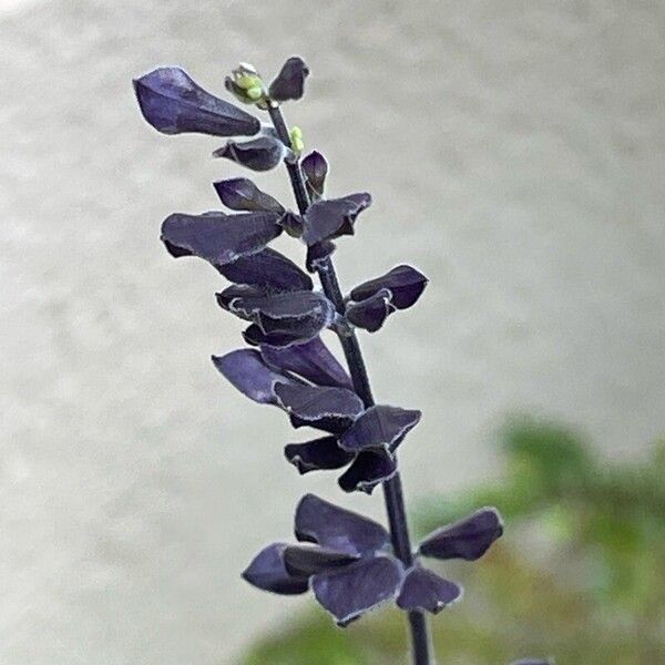 Salvia guaranitica Flower