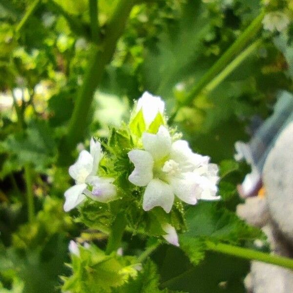 Malva verticillata Kukka